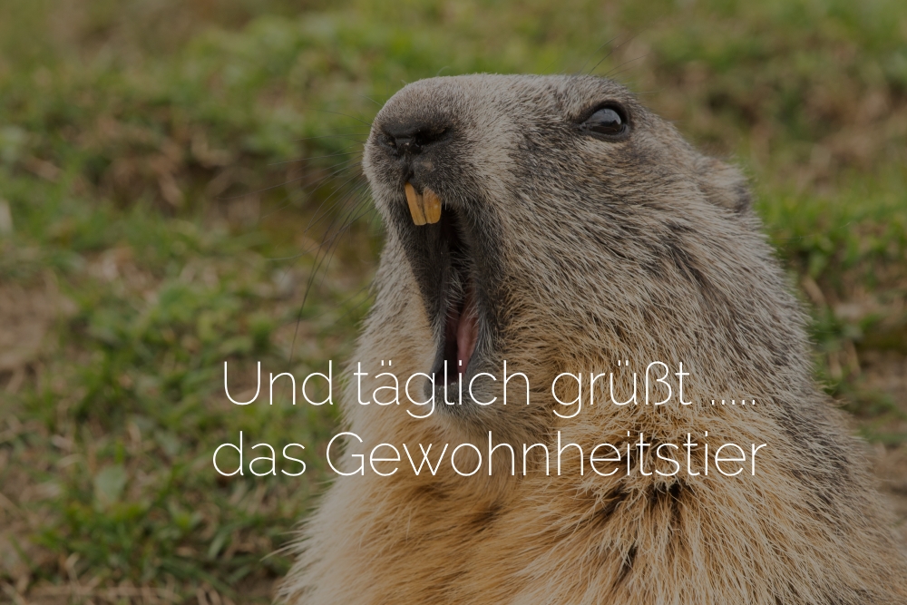 ground hog marmot day close up portrait while yawning